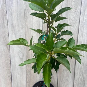 Avocado Tree Live Plant – Persea americana Grafted – 3 Gallon Pot – Outdoor Fruit Tree - Image 2
