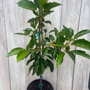 Avocado Tree Live Plant – Persea americana Grafted – 3 Gallon Pot – Outdoor Fruit Tree - Image 9