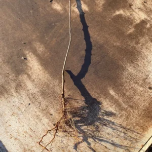 Ayers Pear Tree Bare Root - 2-3 ft Tall - Sweet, Self-Pollinating, Fire Blight Resistant Outdoor Fruit Tree - Image 3