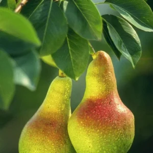 Ayers Pear Tree Bare Root - 2-3 ft Tall - Sweet, Self-Pollinating, Fire Blight Resistant Outdoor Fruit Tree - Image 1