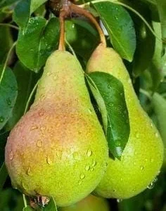 Ayers Pear Tree Bare Root - Sweet Heirloom Fruit Tree, Zones 5-8 - Image 5