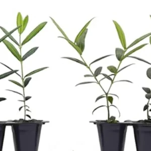 Azadi Pomegranate Live Plant - Punica Granatum Azadi Fruit Starter Tree - Image 3