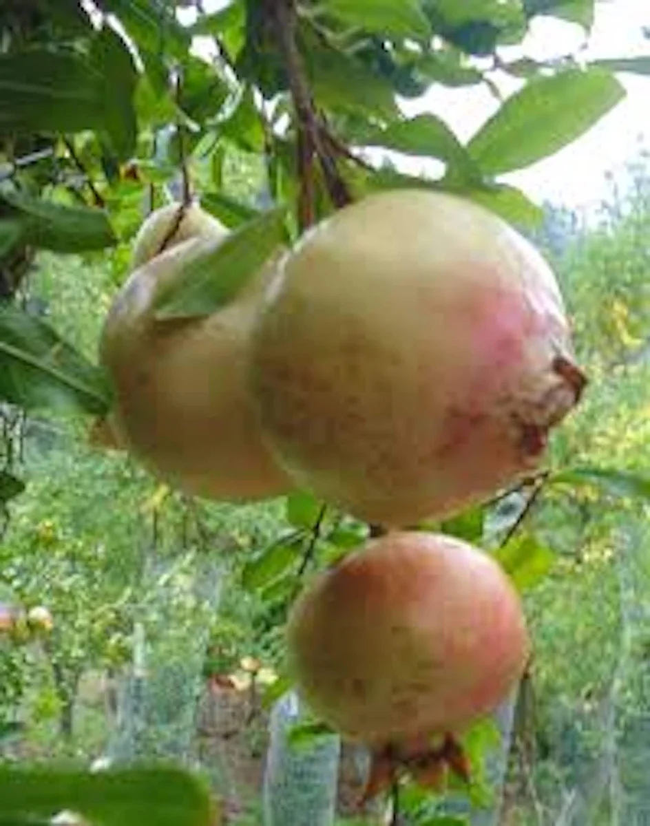 Azadi Pomegranate Live Plant - Punica Granatum Starter - Drought Tolerant Fruit Tree - Image 2