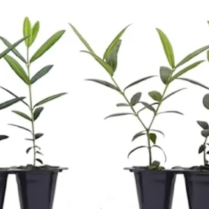 Azadi Pomegranate Live Plant - Punica Granatum Starter - Drought Tolerant Fruit Tree - Image 3