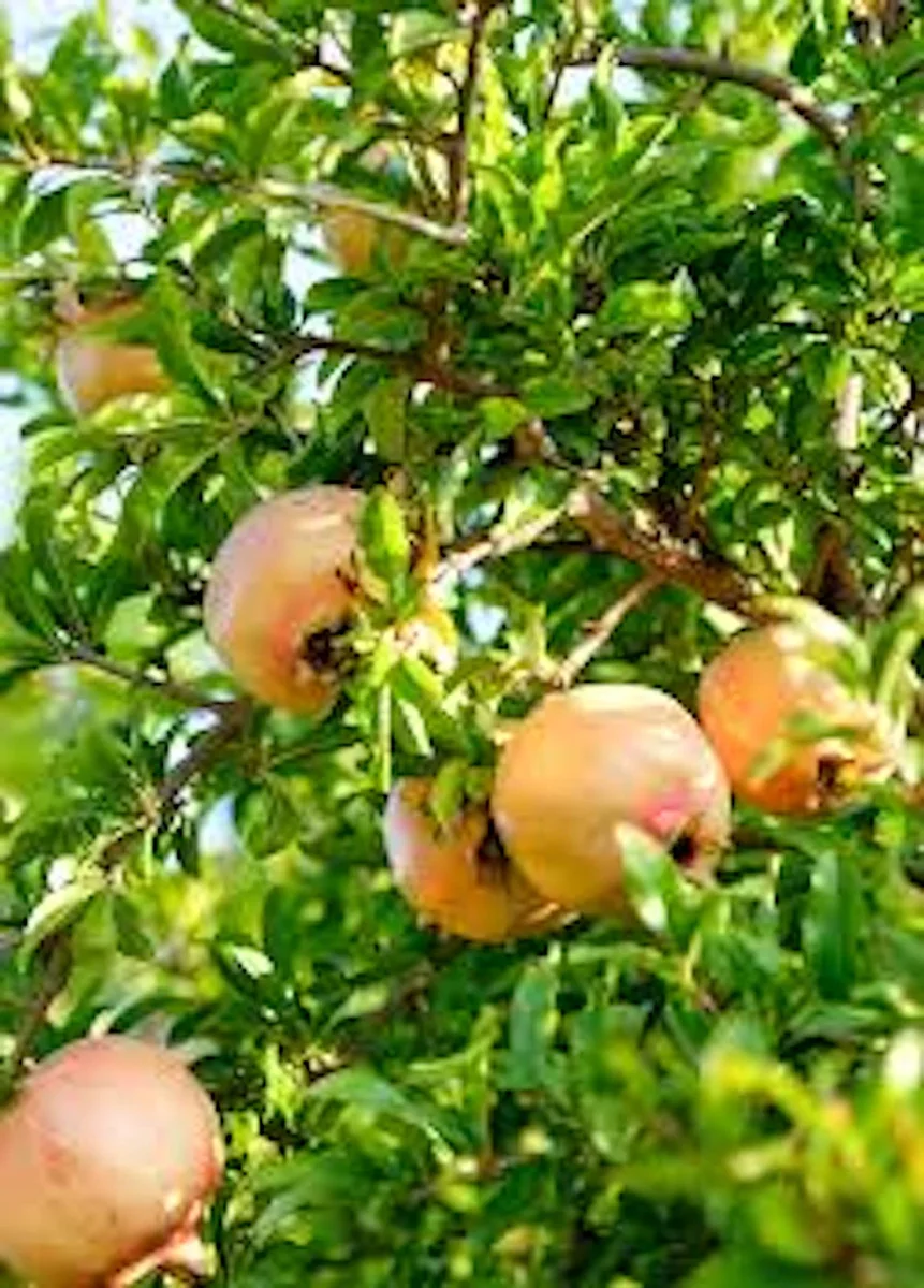Azadi Pomegranate Live Plant - Punica Granatum Starter - Drought Tolerant Fruit Tree - Image 1