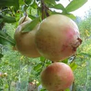 Azadi Pomegranate Live Plant - Rare Soft-Seeded Fruit Tree for USDA Zones 8-11 - Image 2