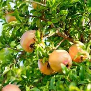 Azadi Pomegranate Live Plant - Rare Soft-Seeded Fruit Tree for USDA Zones 8-11 - Image 5