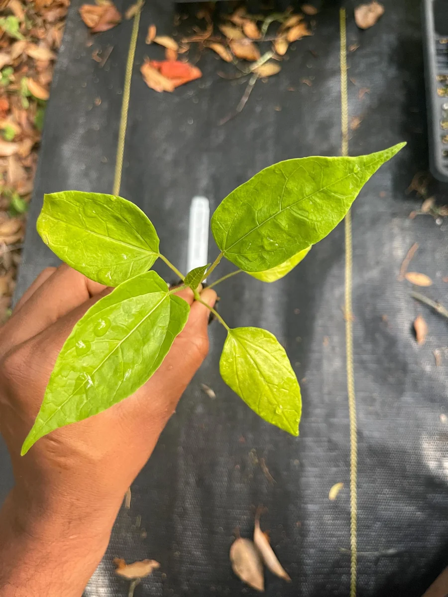 Babaco Mountain Papaya Live Plant - Rare Tropical Fruit Tree, 1-2 lbs Fruit - Image 10