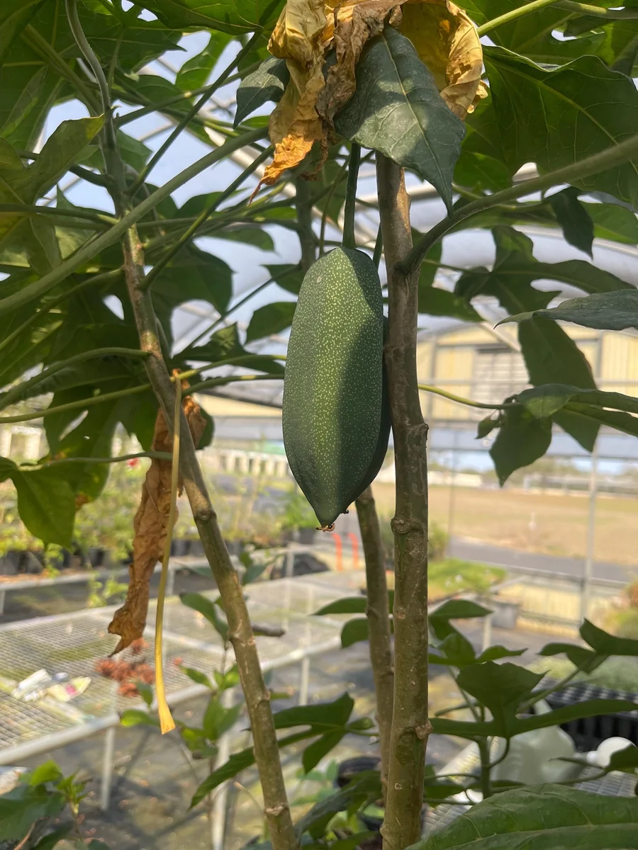 Babaco Mountain Papaya Live Plant - Rare Tropical Fruit Tree, 1-2 lbs Fruit - Image 2