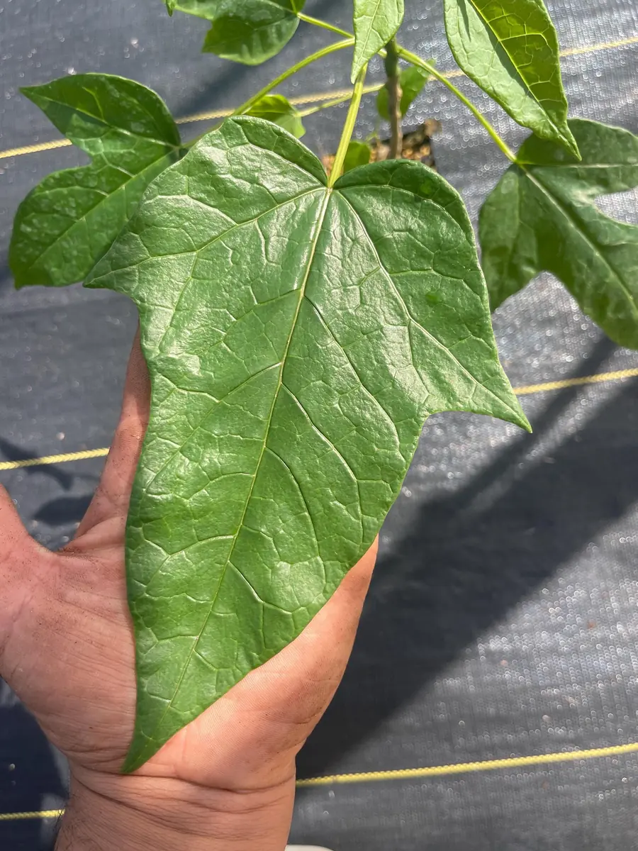 Babaco Mountain Papaya Live Plant - Rare Tropical Fruit Tree, 1-2 lbs Fruit - Image 3