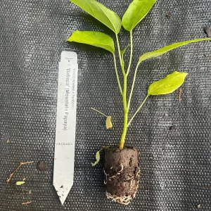 Babaco Mountain Papaya Live Plant - Rare Tropical Fruit Tree, 1-2 lbs Fruit - Image 1