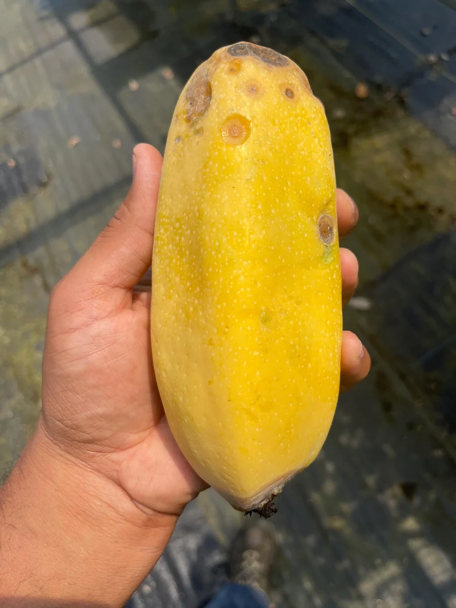 Babaco Mountain Papaya Live Plant - Rare Tropical Fruit Tree, 1-2 lbs Fruit - Image 4