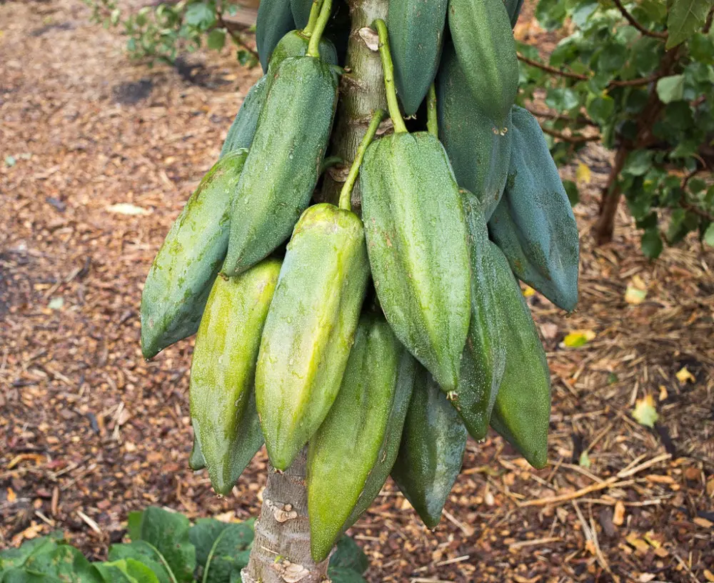 Babaco Mountain Papaya Live Plant - Rare Tropical Fruit Tree, 1-2 lbs Fruit - Image 5