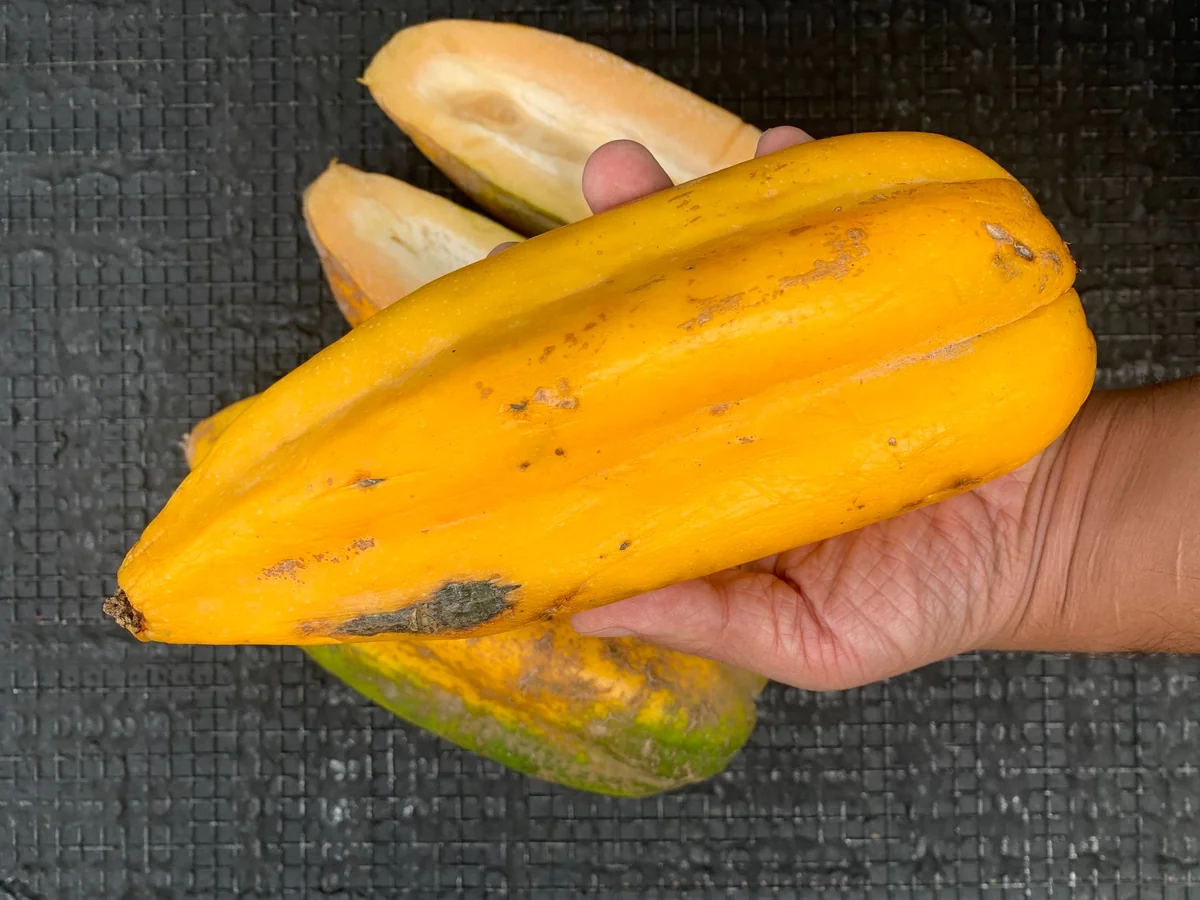 Babaco Mountain Papaya Live Plant - Rare Tropical Fruit Tree, 1-2 lbs Fruit - Image 6