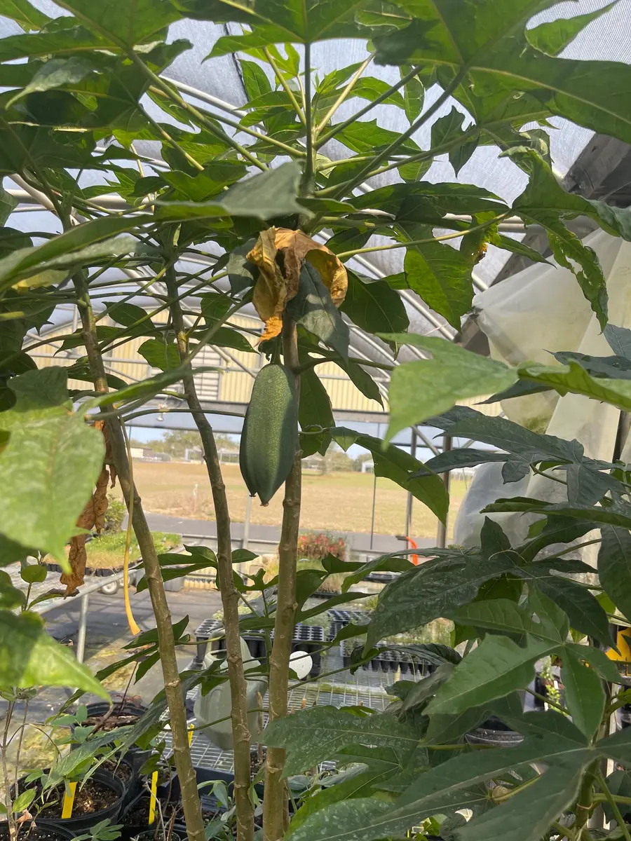 Babaco Mountain Papaya Live Plant - Rare Tropical Fruit Tree, 1-2 lbs Fruit - Image 7