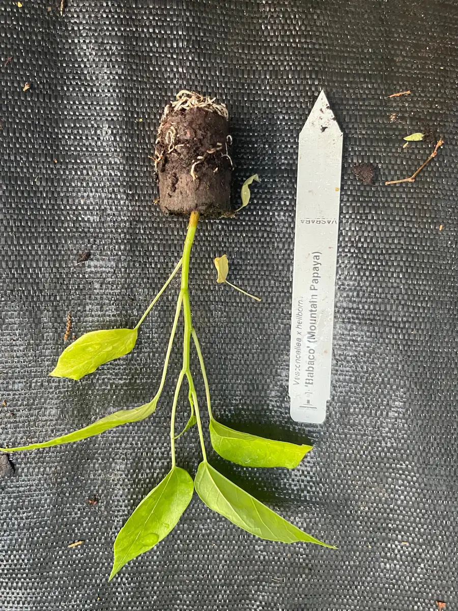 Babaco Mountain Papaya Live Plant - Rare Tropical Fruit Tree, 1-2 lbs Fruit - Image 8