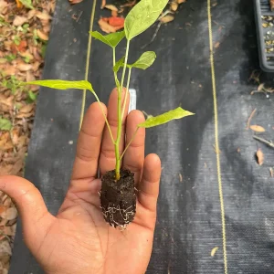 Babaco Mountain Papaya Live Plant - Rare Tropical Fruit Tree, 1-2 lbs Fruit - Image 9