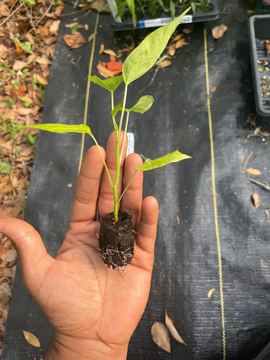 Babaco Mountain Papaya Live Plant - Rare Tropical Fruit Tree, 1-2 lbs Fruit - Image 9