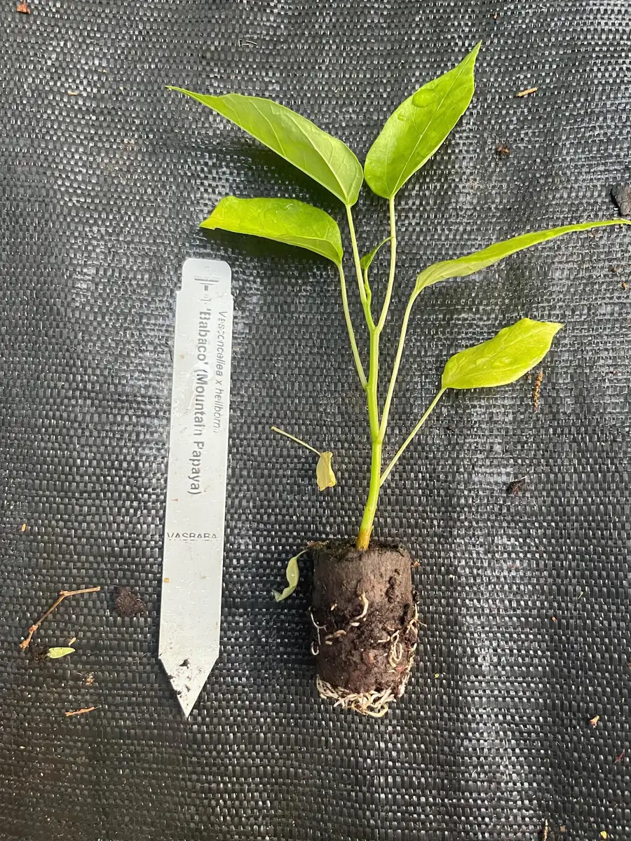 Babaco Mountain Papaya Live Plant - Rare Tropical Fruit Tree, 1-2 lbs Fruit - Image 1