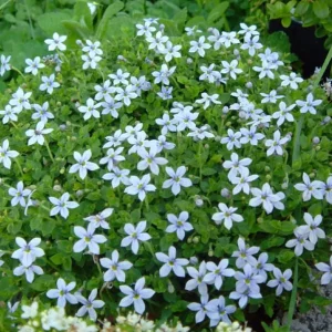 Baby Blue Star Carpet Plant - Pratia Pedunculata Live Plant - 2.5" Pot - Image 1