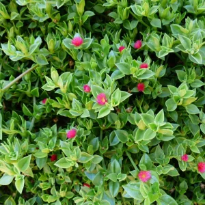 Baby Sun Rose Plant Live Succulent, 4'' Pot, Ice Plant Groundcover - Image 2