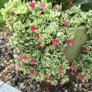 Baby Sun Rose Plant Live Succulent, 4'' Pot, Ice Plant Groundcover - Image 4