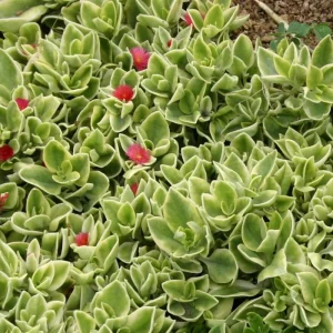 Baby Sun Rose Plant Live Succulent, 4'' Pot, Ice Plant Groundcover - Image 5