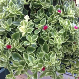 Baby Sun Rose Plant Live Succulent, 4'' Pot, Ice Plant Groundcover - Image 6