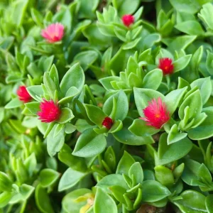 Baby Sun Rose Plant Live Succulent, 4'' Pot, Ice Plant Groundcover - Image 1