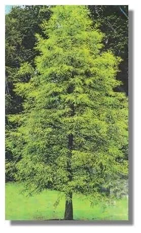 Bald Cypress Bare Root Seedling - 2 Pack, 2 ft Tall Deciduous Conifer, Outdoor - Image 2