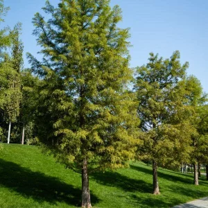 Bald Cypress Bare-root Tree - 2 Pack Live Plant for Landscaping - Image 2