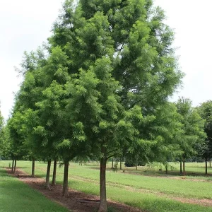 Bald Cypress Bare-root Tree - 2 Pack Live Plant for Landscaping - Image 4