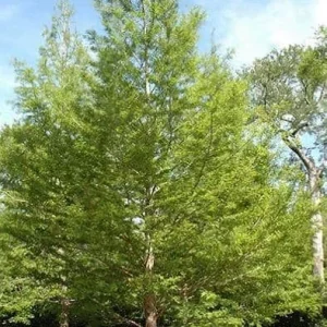 Bald Cypress Bare-root Tree - 2 Pack Live Plant for Landscaping - Image 5