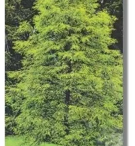 Bald Cypress Bareroot Seedlings – 5 Pack, 1-2 ft Tall – Outdoor Wetland Tree - Image 2