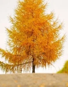 Bald Cypress Bareroot Seedlings – 5 Pack, 1-2 ft Tall – Outdoor Wetland Tree - Image 1