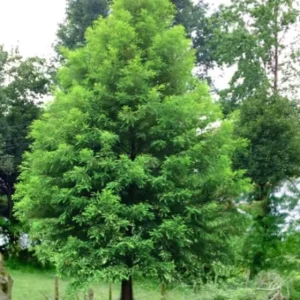 Bald Cypress Live Plant - Quart Pot - Deciduous Conifer Tree - Outdoor - Image 4