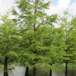 Bald Cypress Live Plant - Quart Pot - Deciduous Conifer Tree - Outdoor - Image 5
