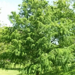 Bald Cypress Live Plant - Quart Pot - Deciduous Conifer Tree - Outdoor - Image 9
