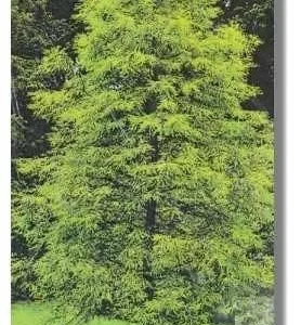 Bald Cypress Live Plant – Taxodium distichum – Quart Pot – Outdoor Tree - Image 2