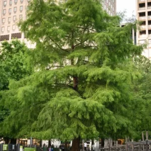 Bald Cypress Live Tree – 18-24