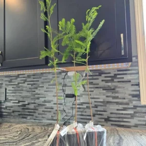 Bald Cypress Live Tree – 18-24