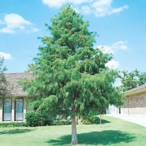 Bald Cypress Live Tree – 18-24" Tall, Quart Pot – Outdoor Deciduous Conifer - Image 1