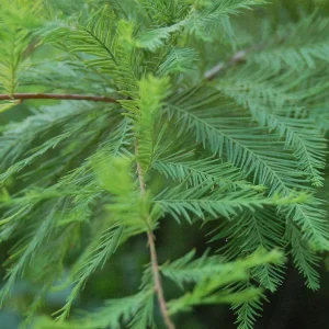 Bald Cypress Live Tree – Taxodium Distichum – 6-10" Tall – 4" Container – Outdoor Ornamental - Image 1