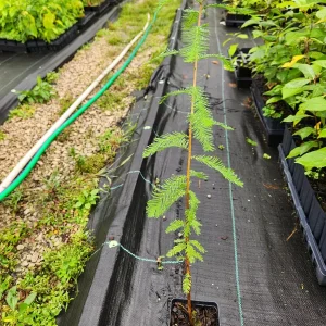 Bald Cypress Live Trees (2-Pack) - Taxodium Distichum - 6-10" Tall in 4" Containers - Image 2