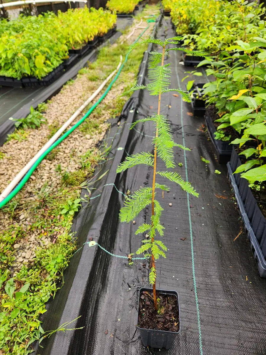 Bald Cypress Live Trees (2-Pack) - Taxodium Distichum - 6-10" Tall in 4" Containers - Image 2