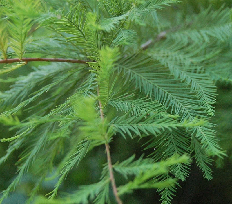 Bald Cypress Live Trees (2-Pack) - Taxodium Distichum - 6-10" Tall in 4" Containers - Image 1