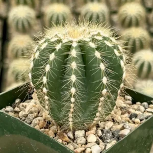 Balloon Cactus Live Plant - Parodia Magnifica in 4 inch Pot, Indoor/Outdoor - Image 2