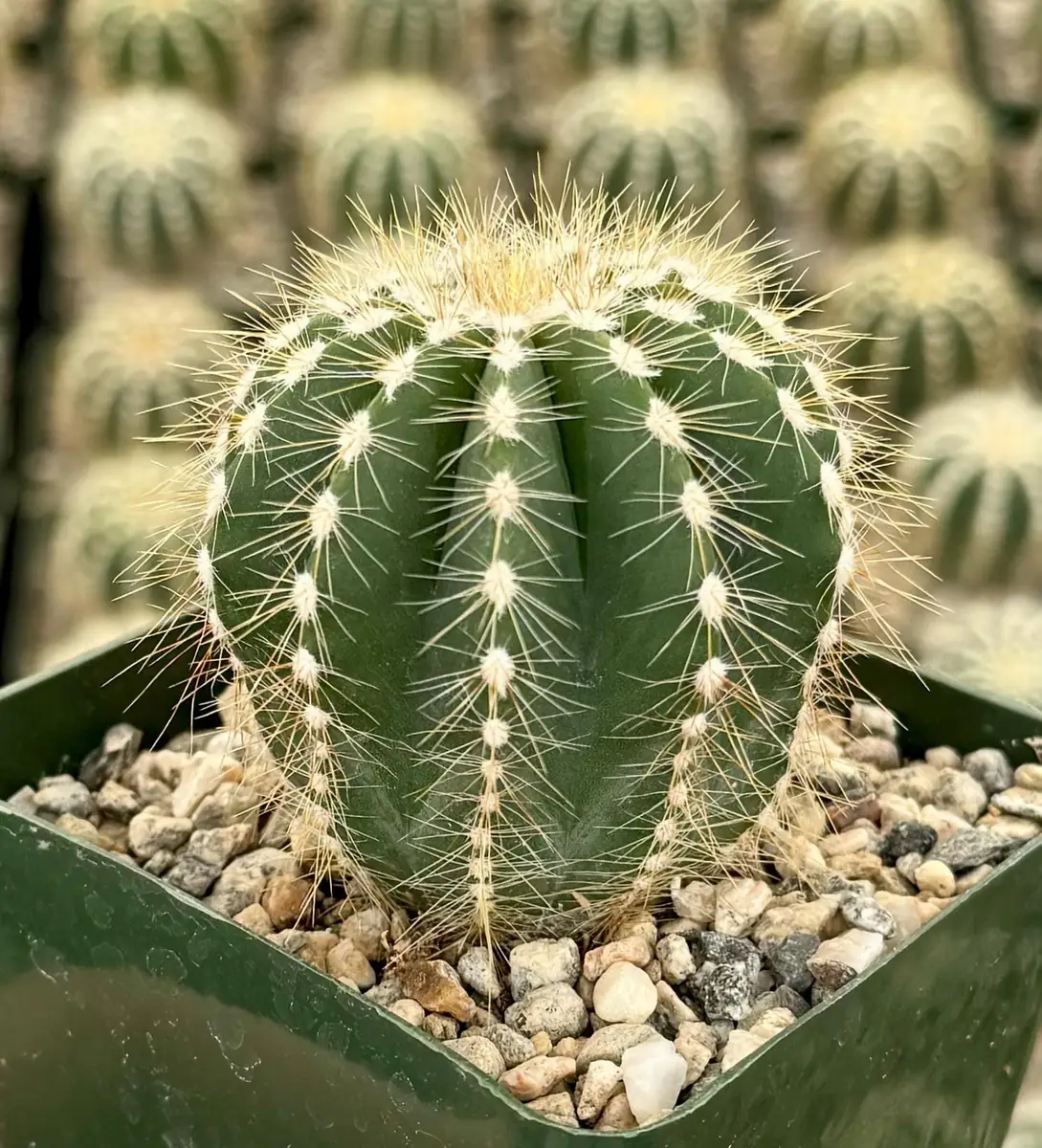 Balloon Cactus Live Plant - Parodia Magnifica in 4 inch Pot, Indoor/Outdoor - Image 2