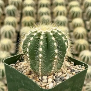 Balloon Cactus Live Plant - Parodia Magnifica in 4 inch Pot, Indoor/Outdoor - Image 3