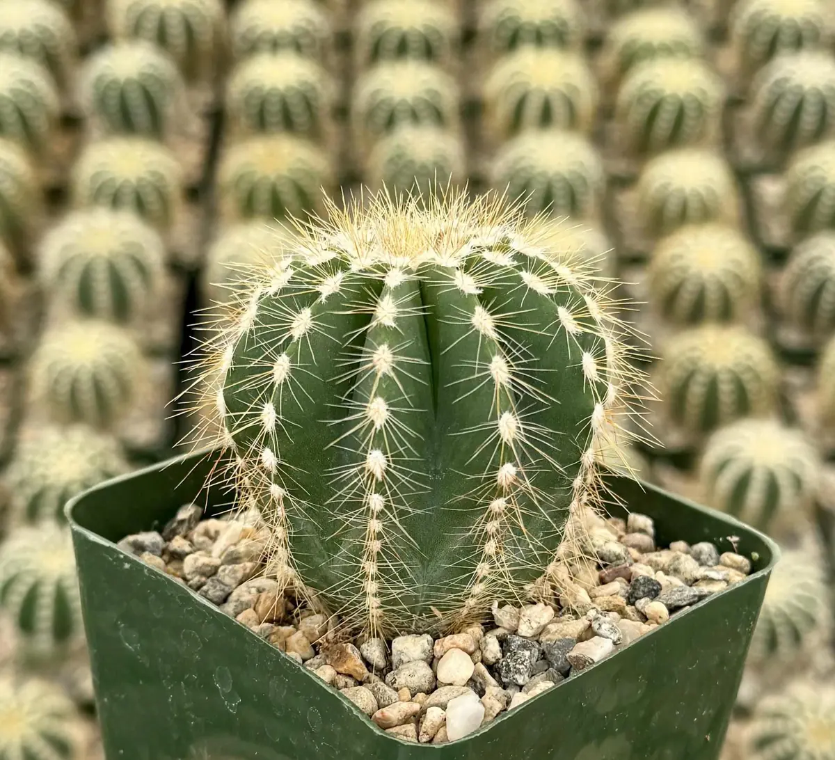 Balloon Cactus Live Plant - Parodia Magnifica in 4 inch Pot, Indoor/Outdoor - Image 3